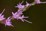 Fewflower blazing star